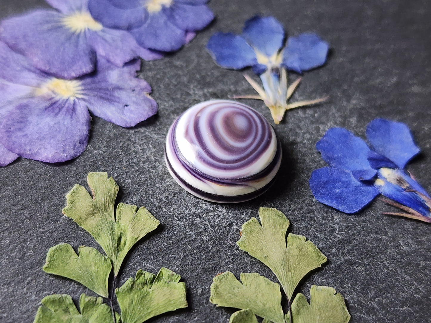 Wampum shell