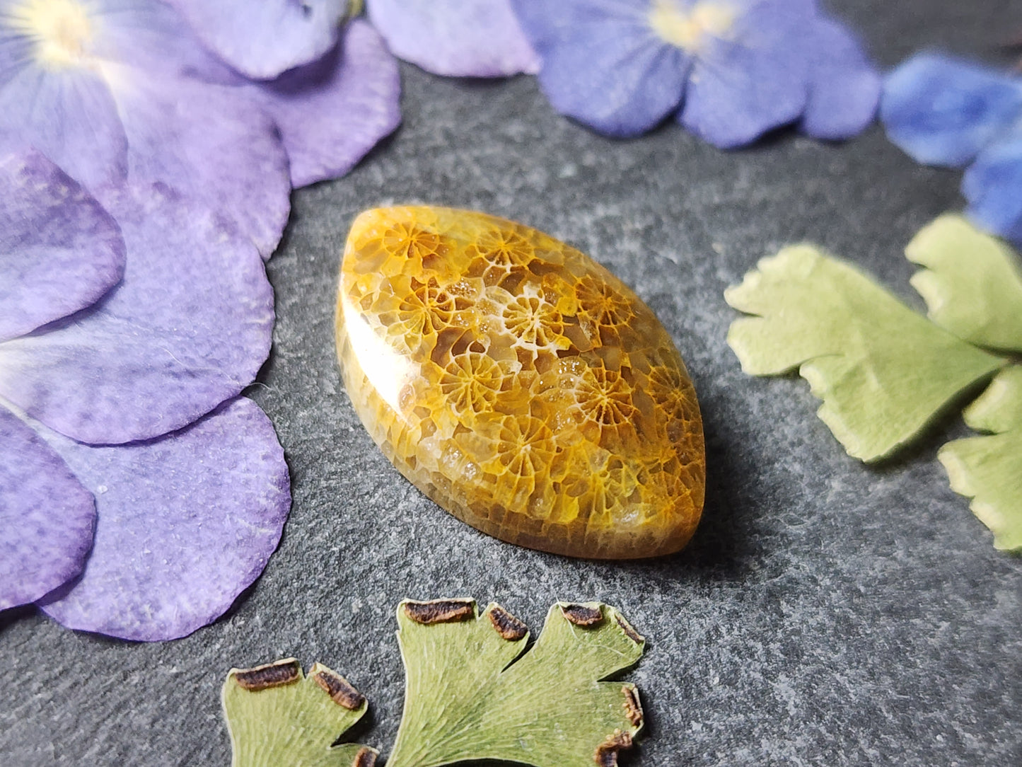 Fossilized Coral