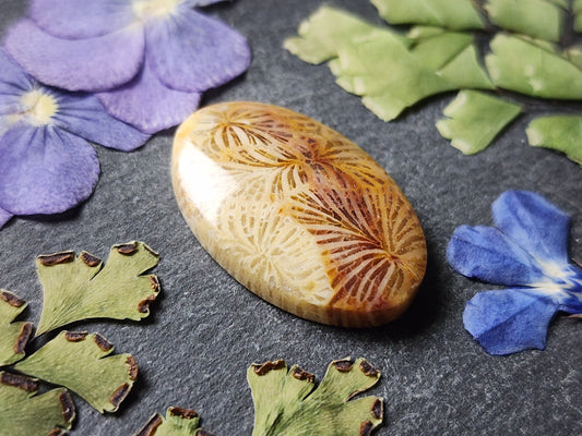 Fossilized Coral
