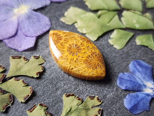Fossilized Coral