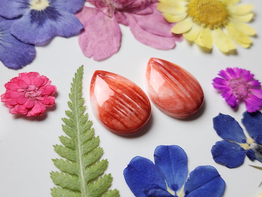 Spiny shell oyster pair