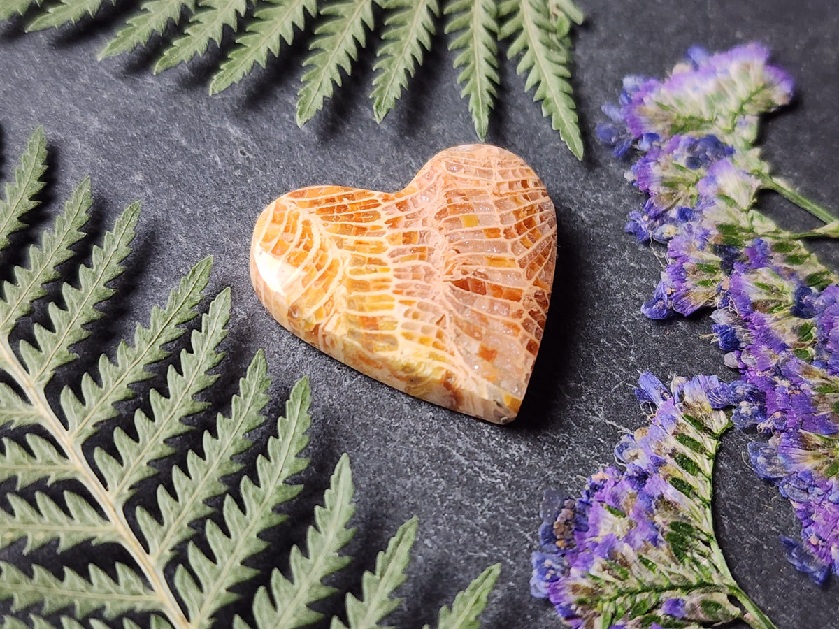 Fossilizee coral heart