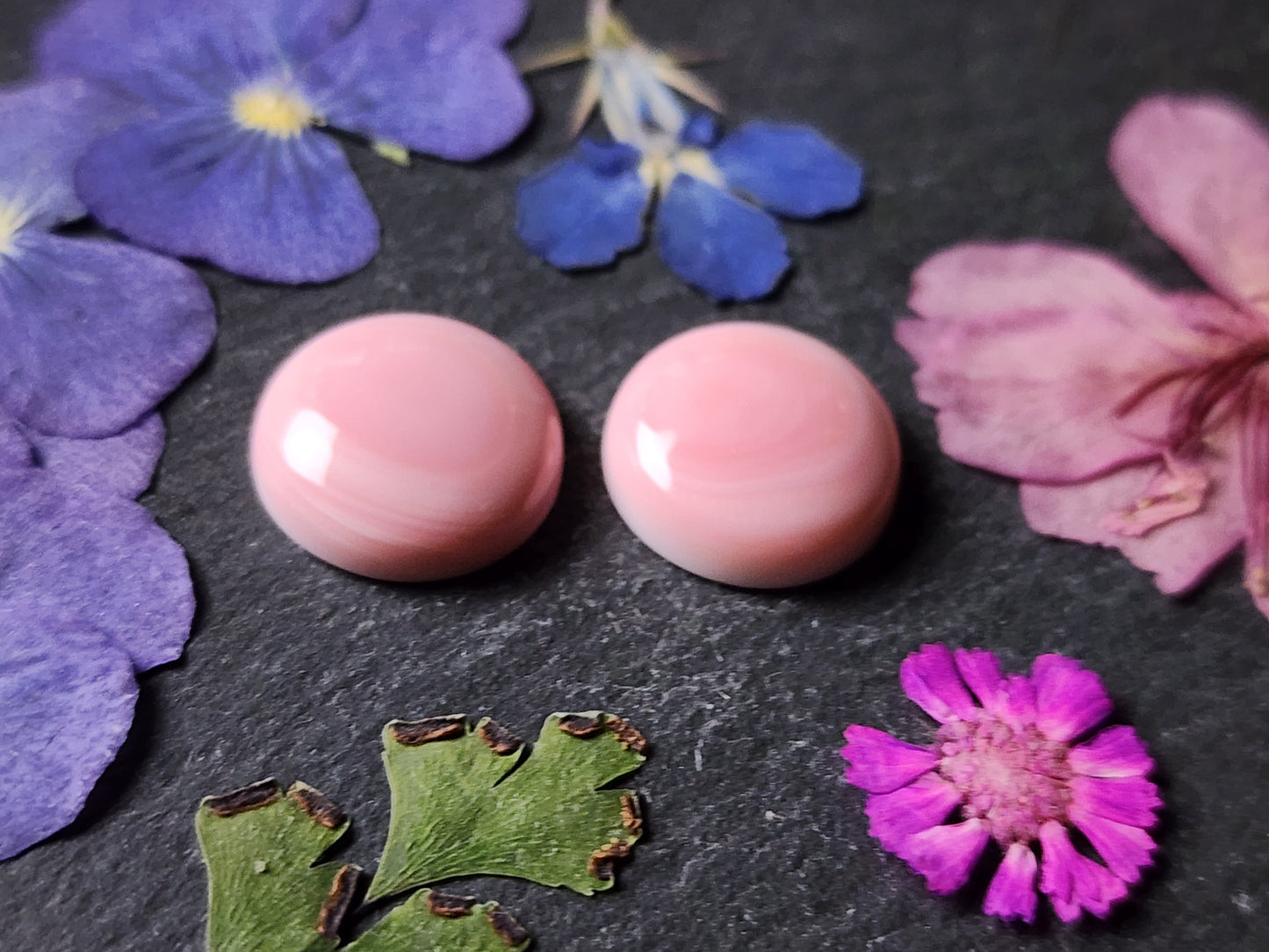 Pink Conch shell pair
