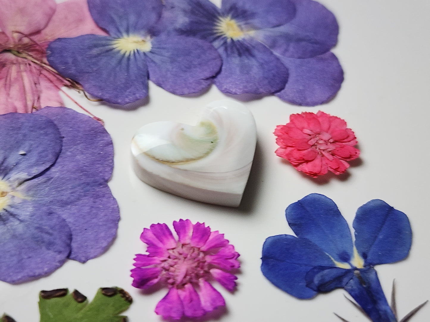 Shiva shell heart