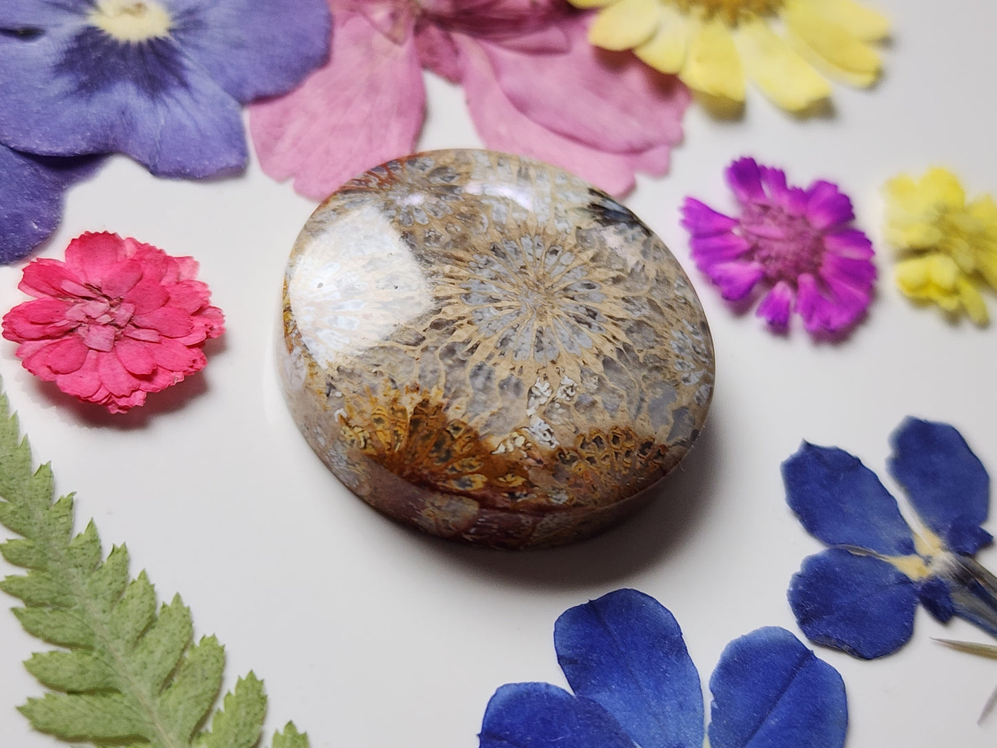 Fossilized coral