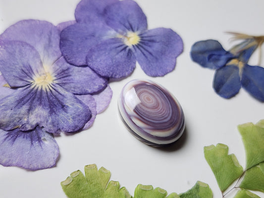 Wampum shell