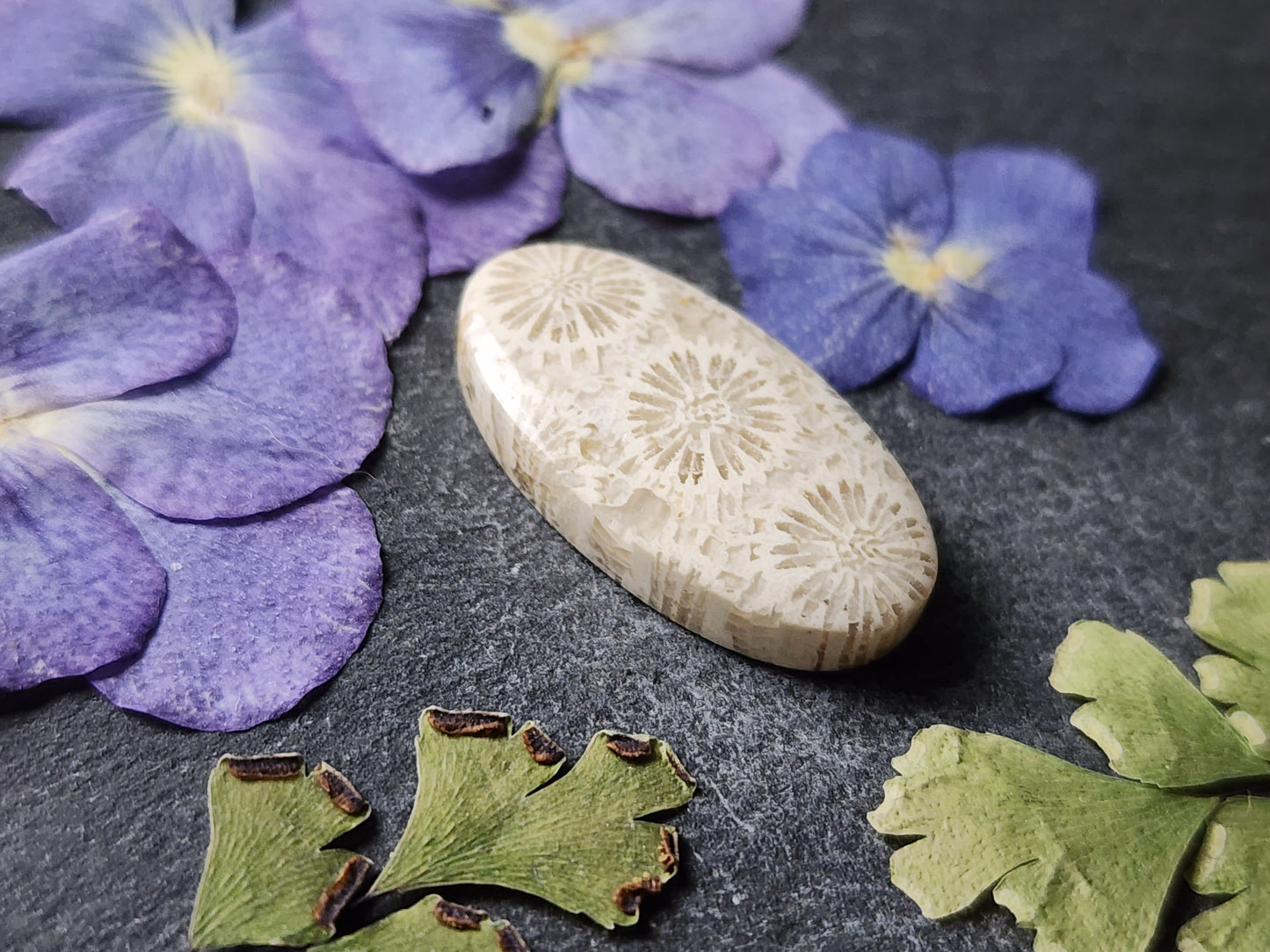 Fossilized Coral