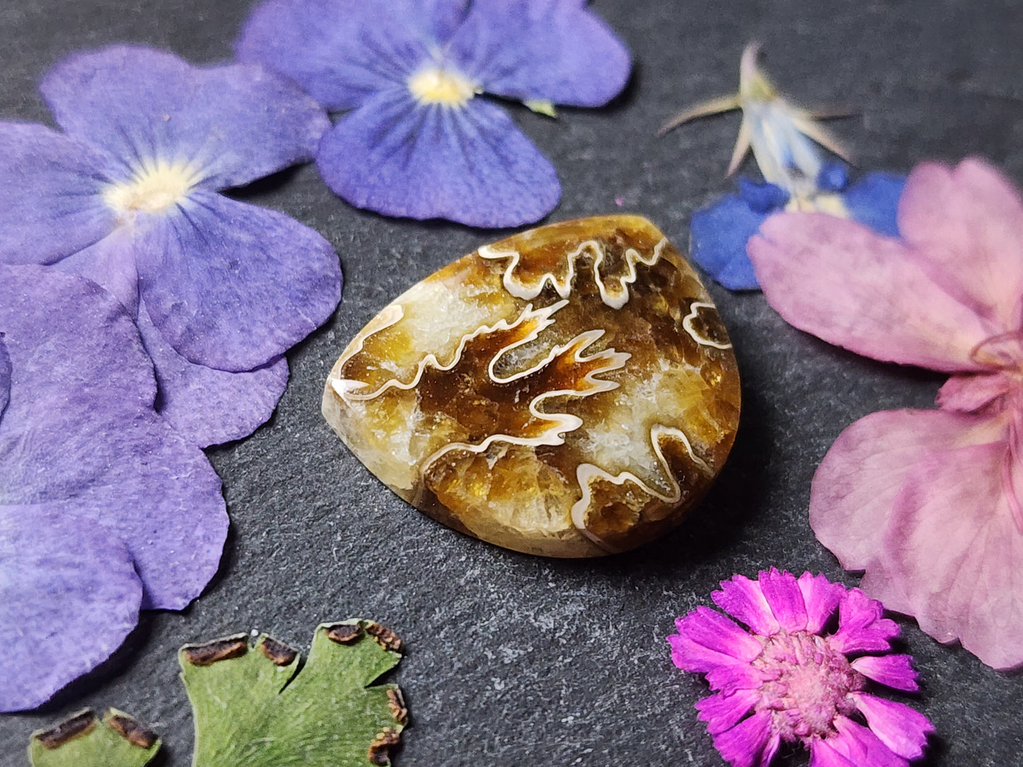 Suture Ammonite