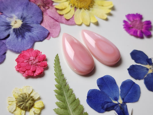 Pink Conch shell pair