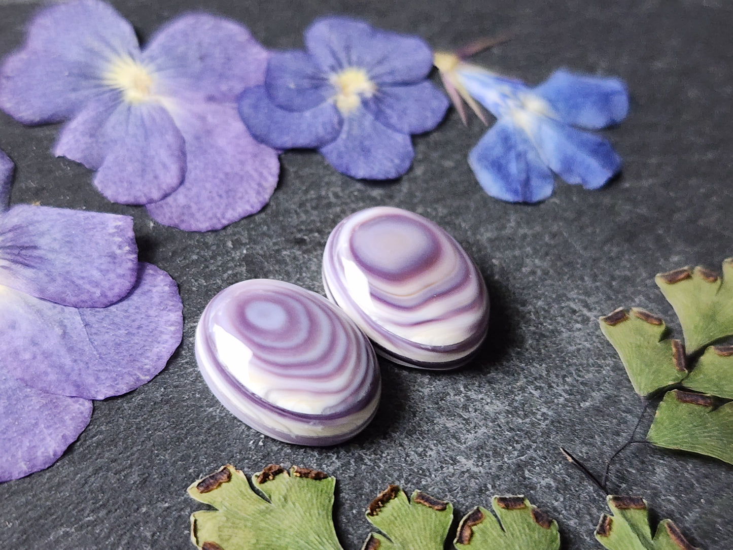 Wampum shell pair
