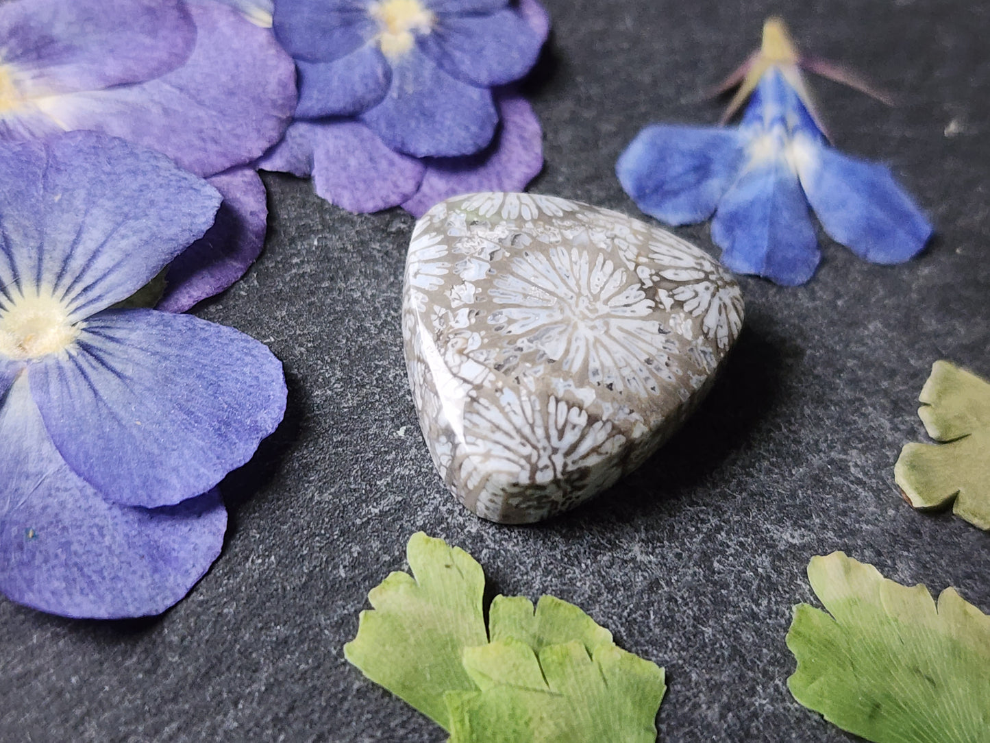 Fossilized Coral