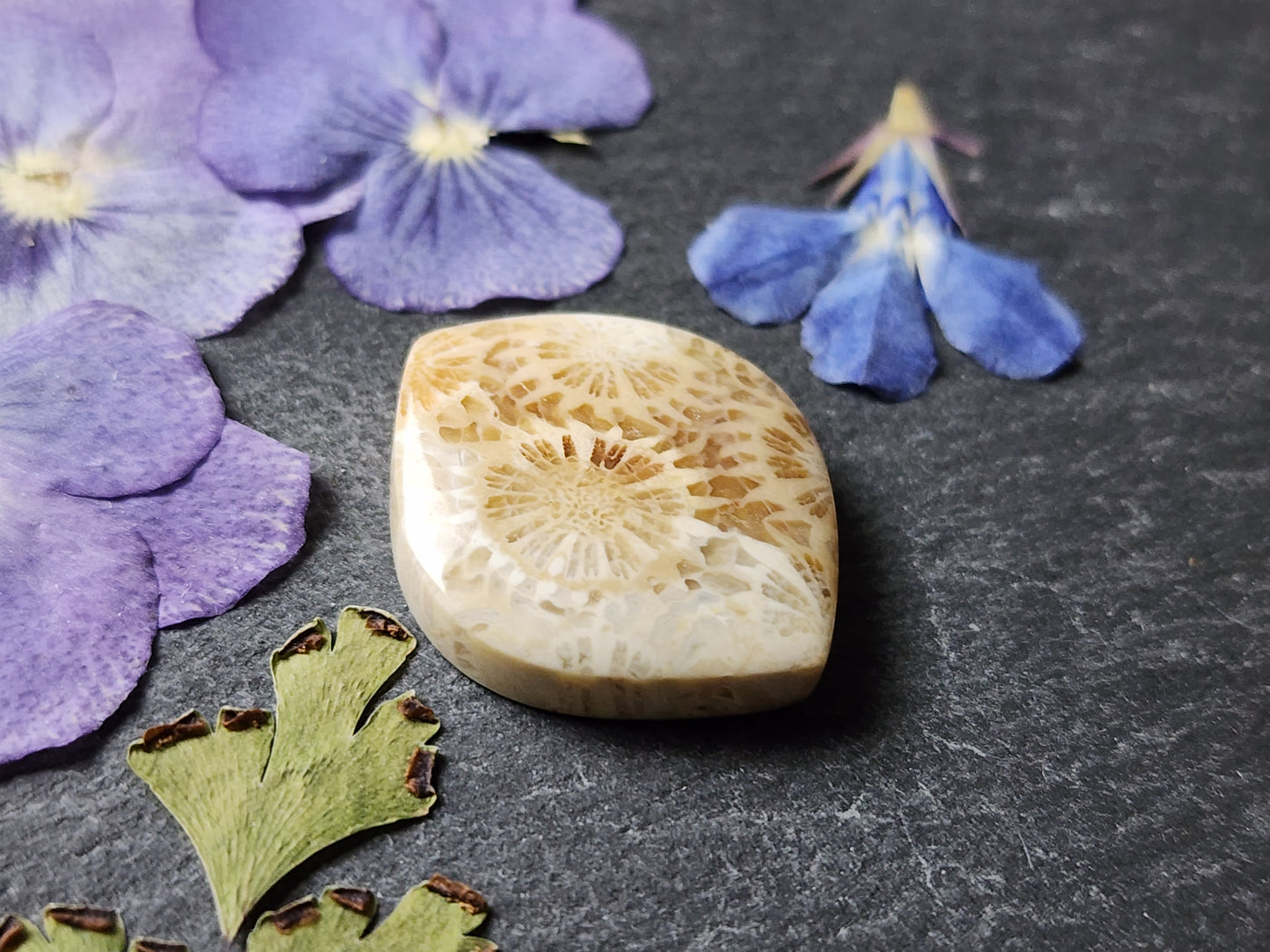 Fossilized Coral