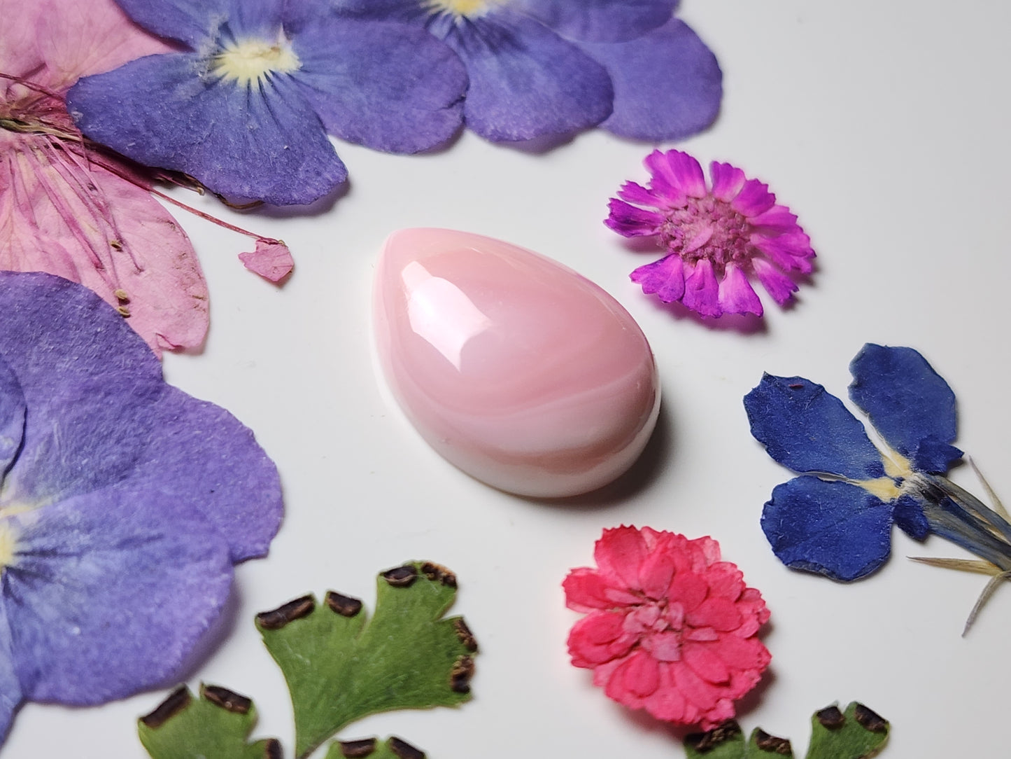 Pink Conch shell