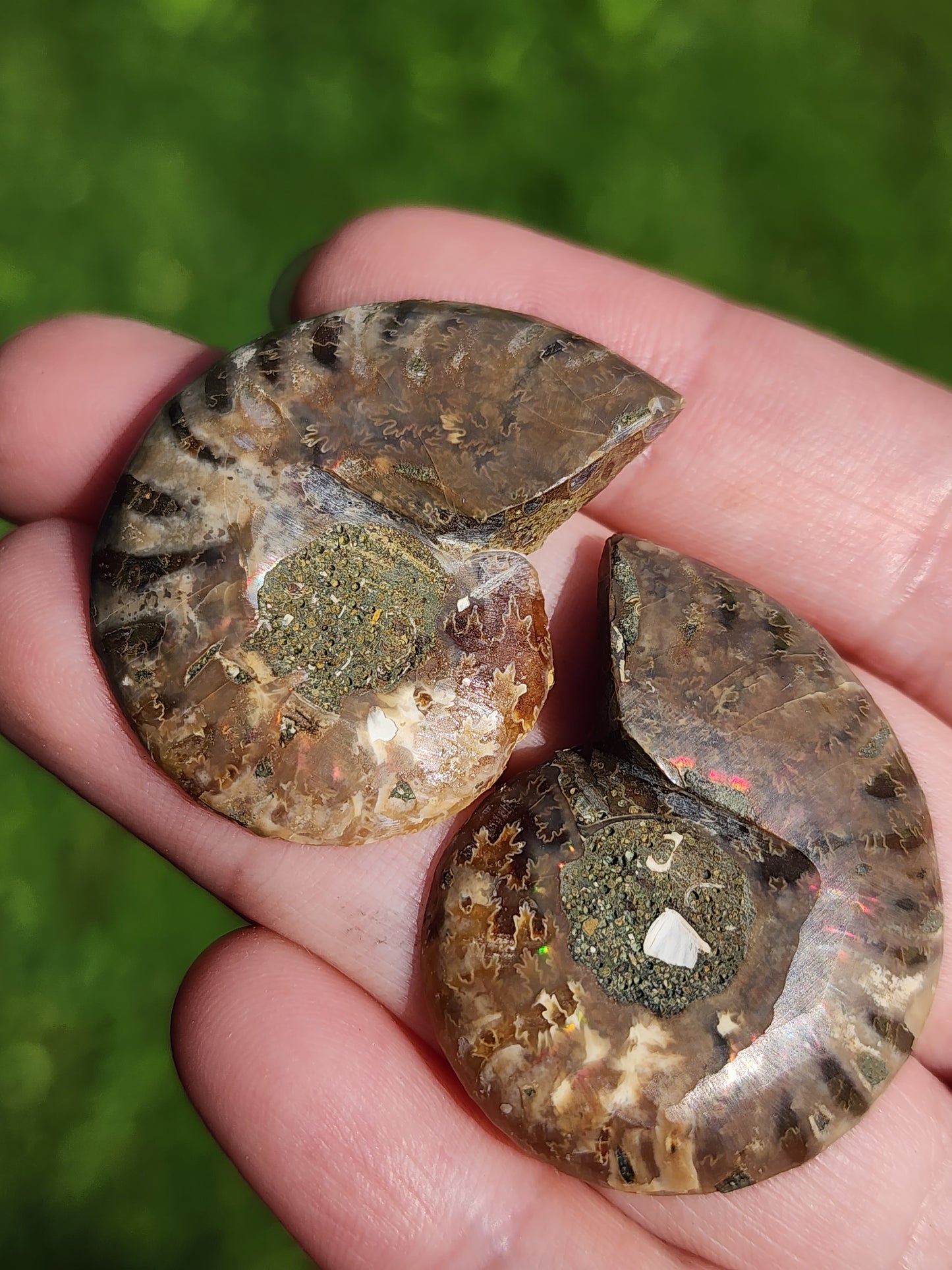 Ammonite Fossil pair