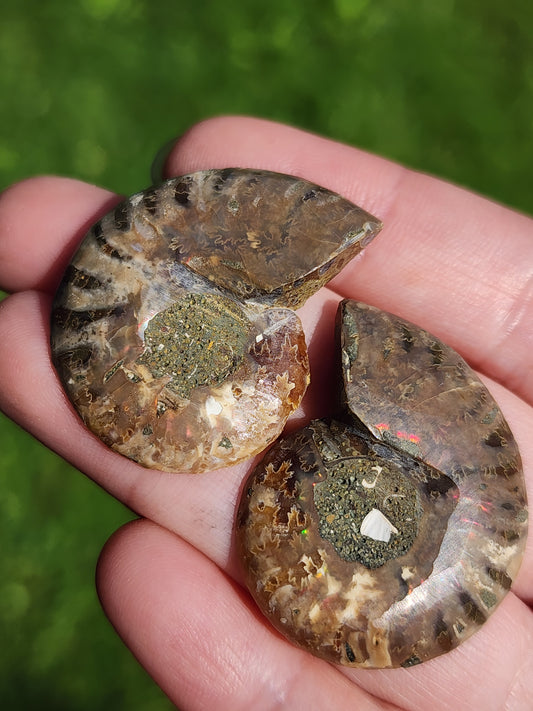 Ammonite Fossil pair
