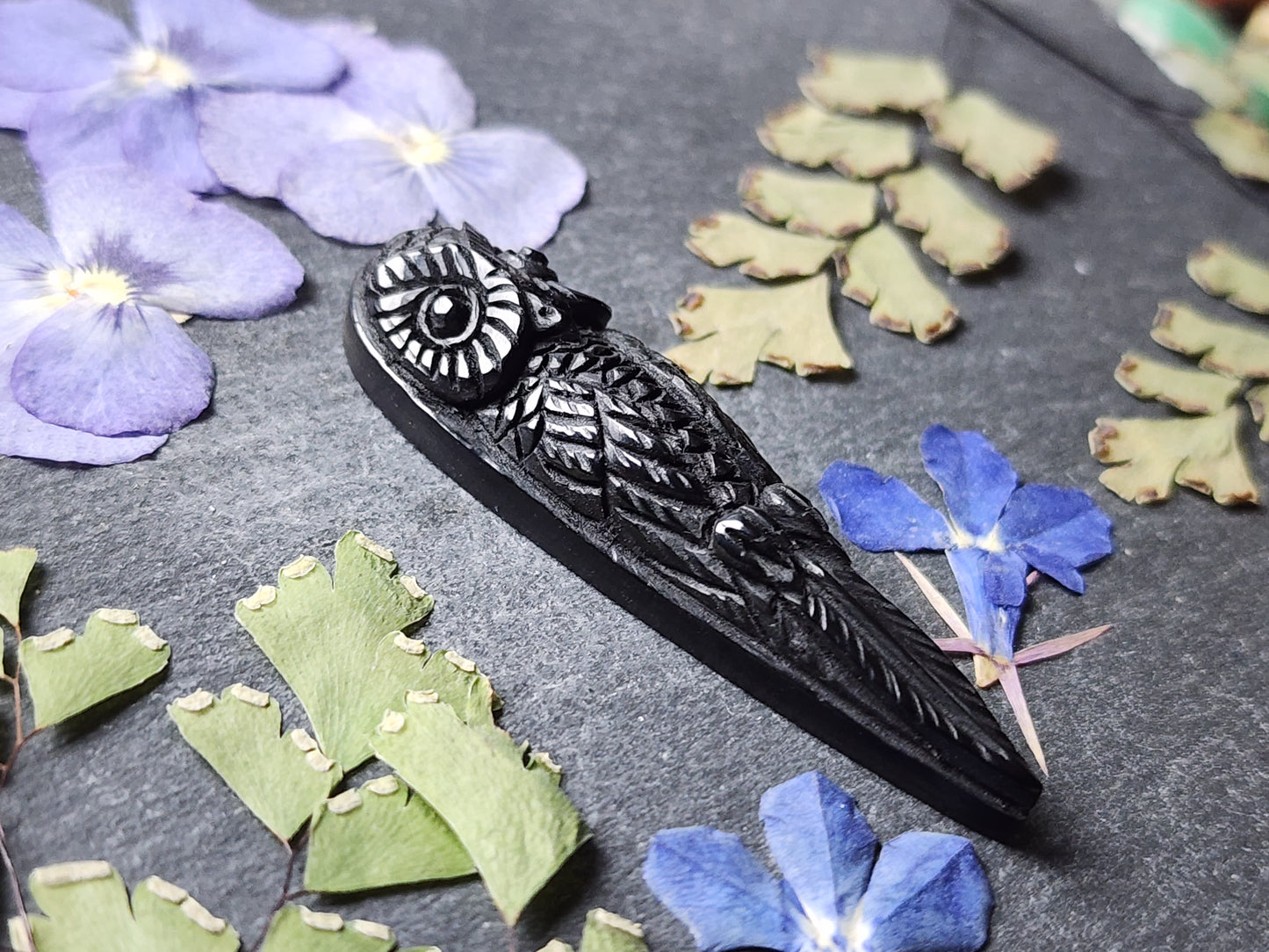 Long owl