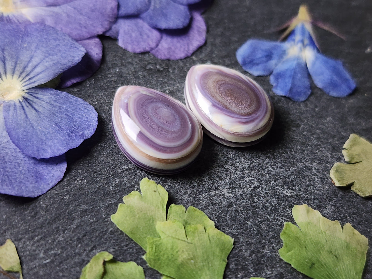 Wampum shell pair