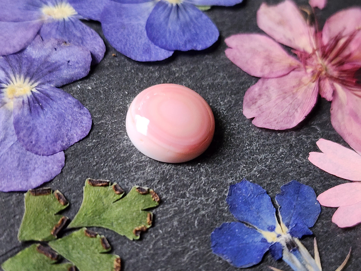 Pink conch shell