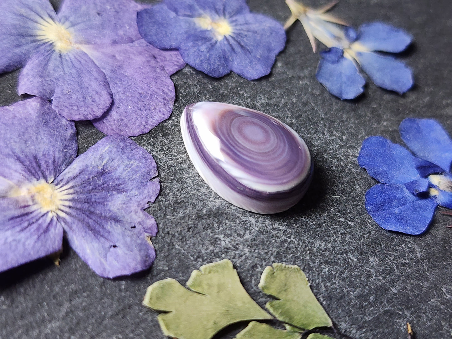 Wampum shell