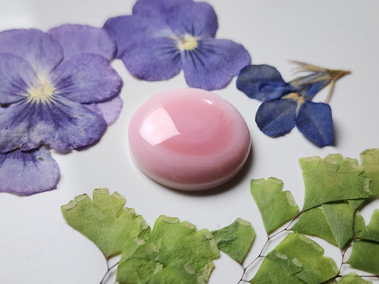 Pink Conch shell