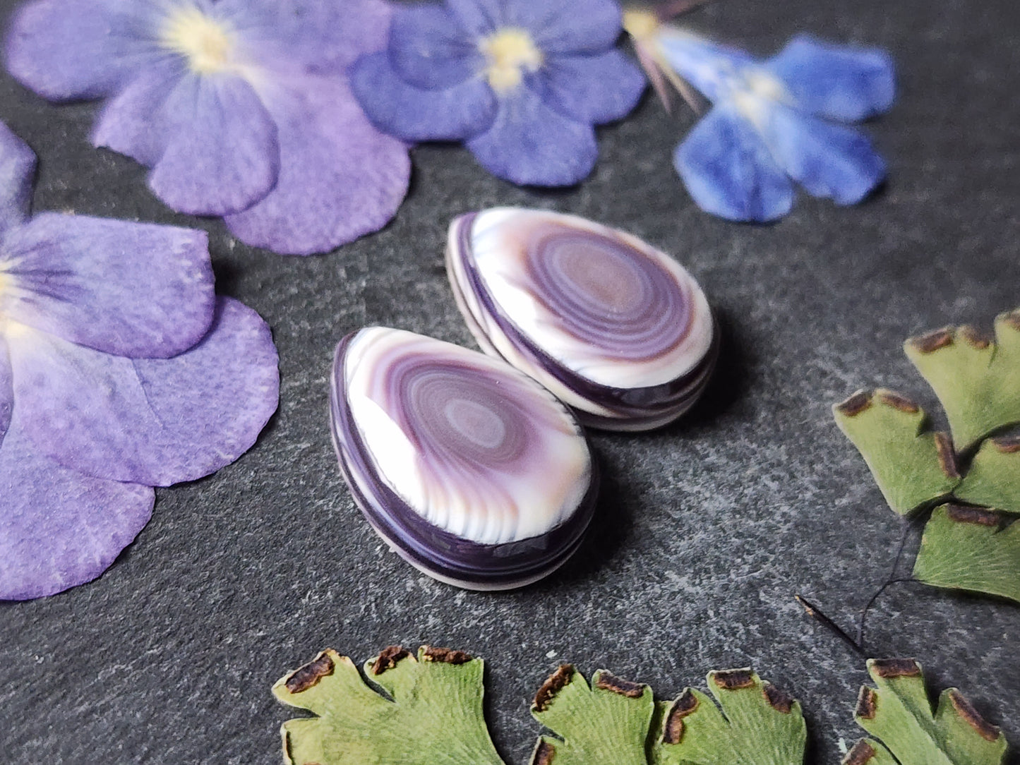 Wampum shell pair