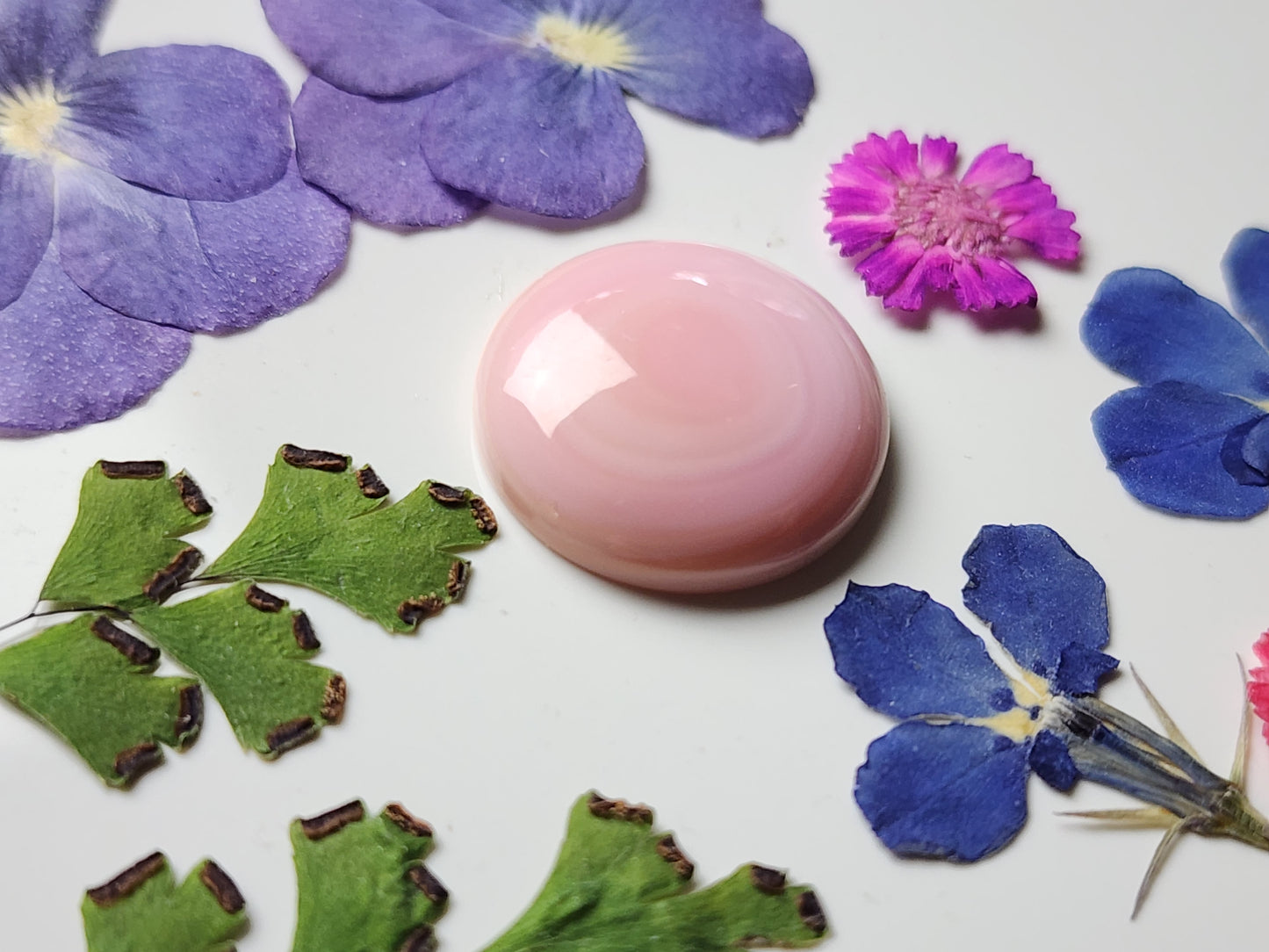 Pink Conch shell