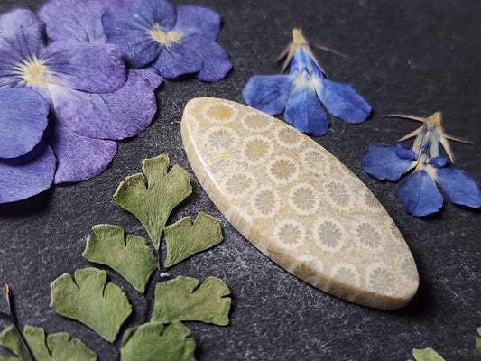 Fossilized Coral