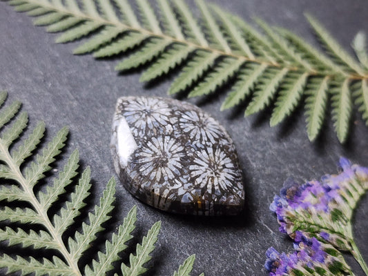 Fossilized coral