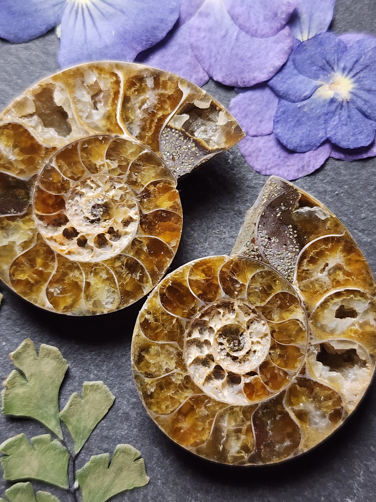Ammonite Fossil pair