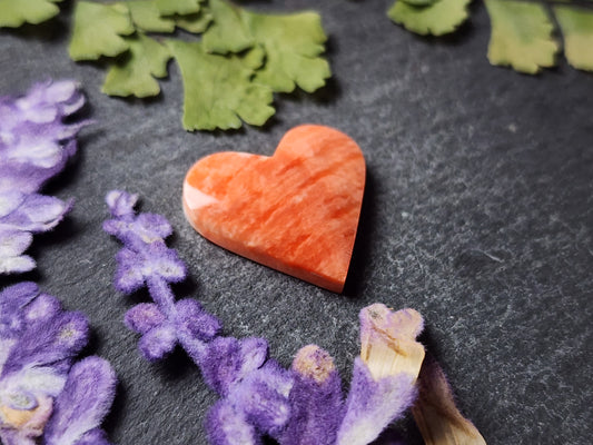 Spiny shell oyster heart