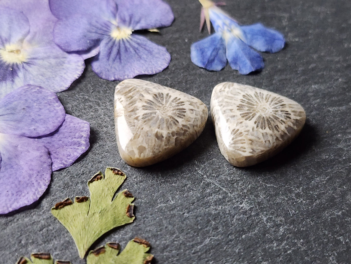 Fossilized Coral pair