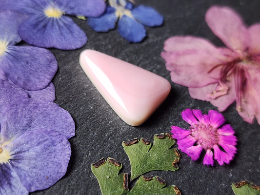 Pink Conch shell