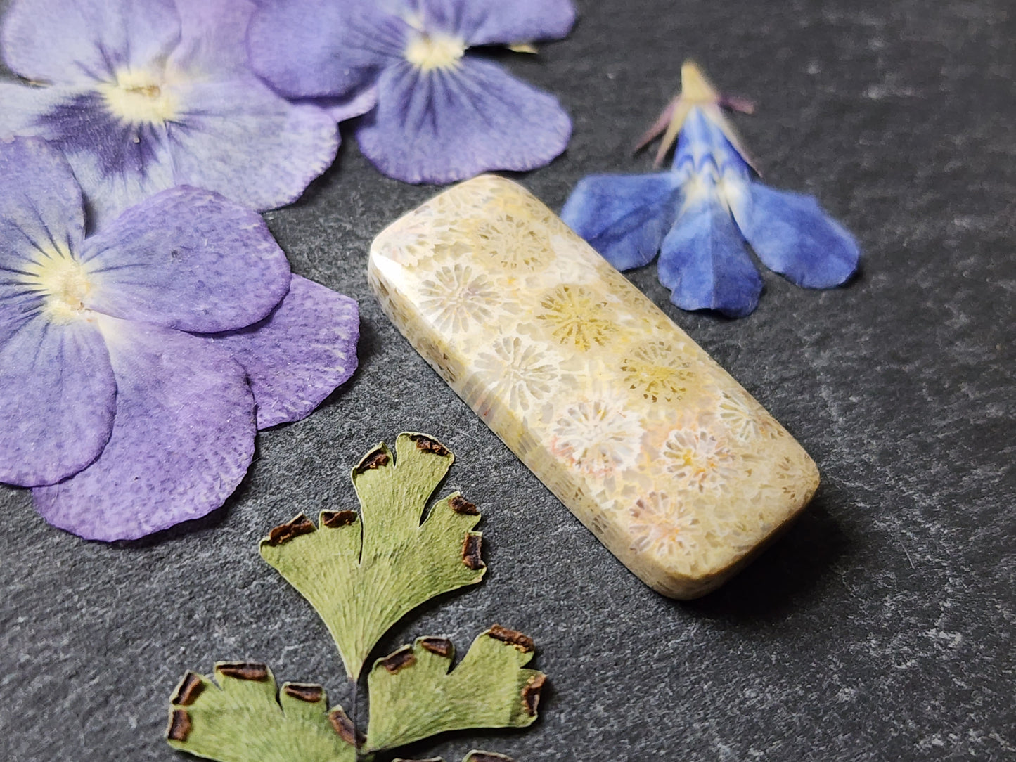 Fossilized Coral