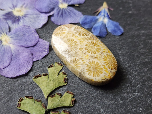 Fossilized Coral
