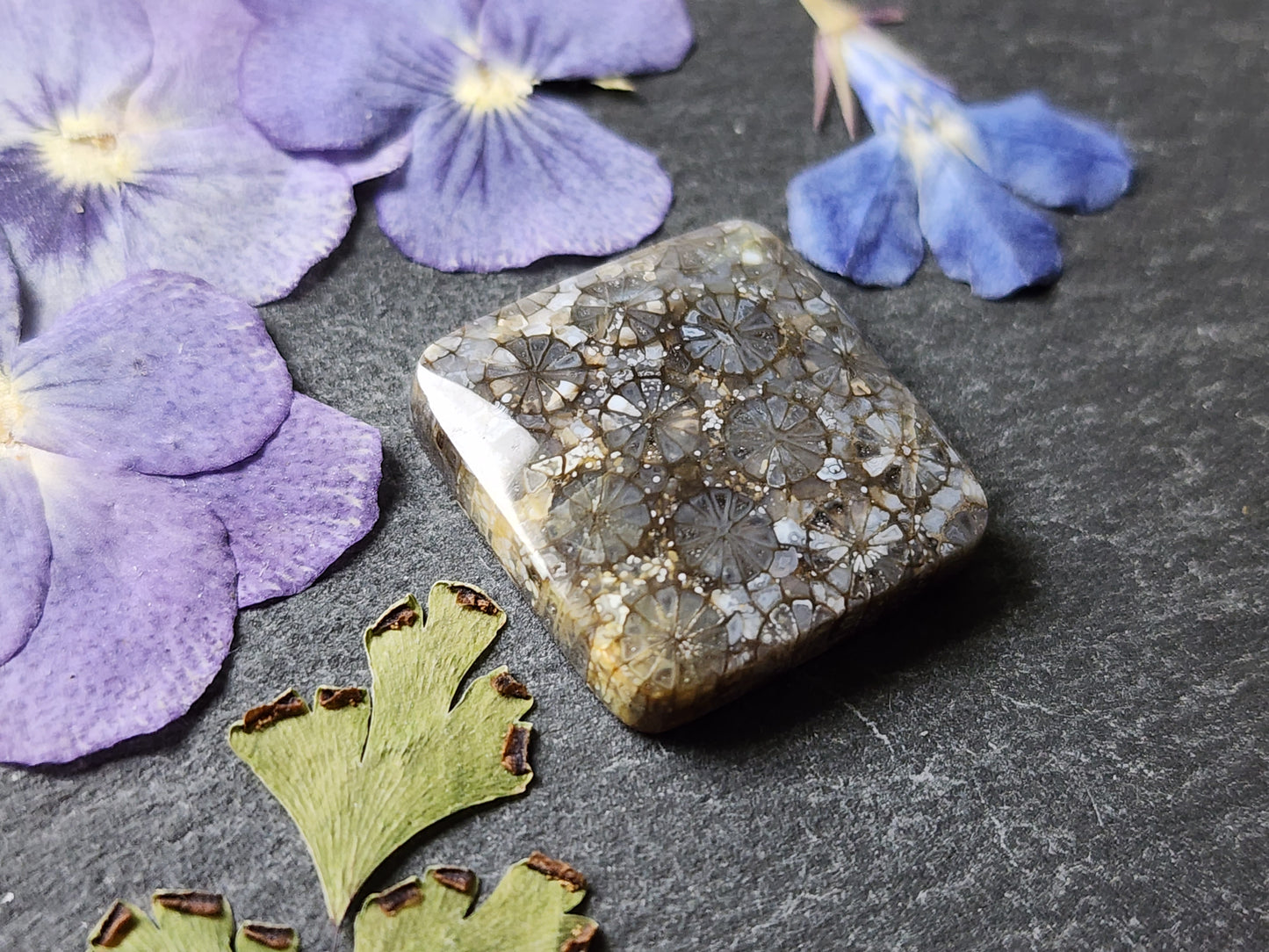 Fossilized Coral