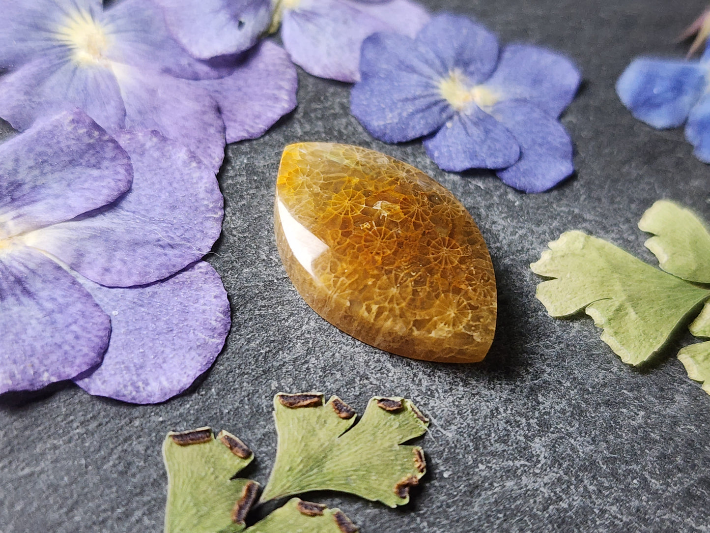 Fossilized Coral