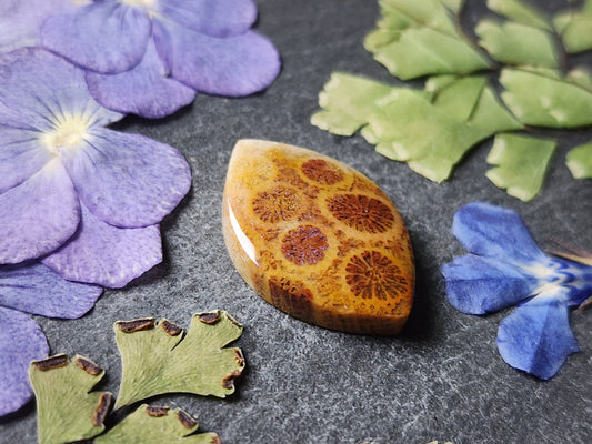 Fossilized Coral