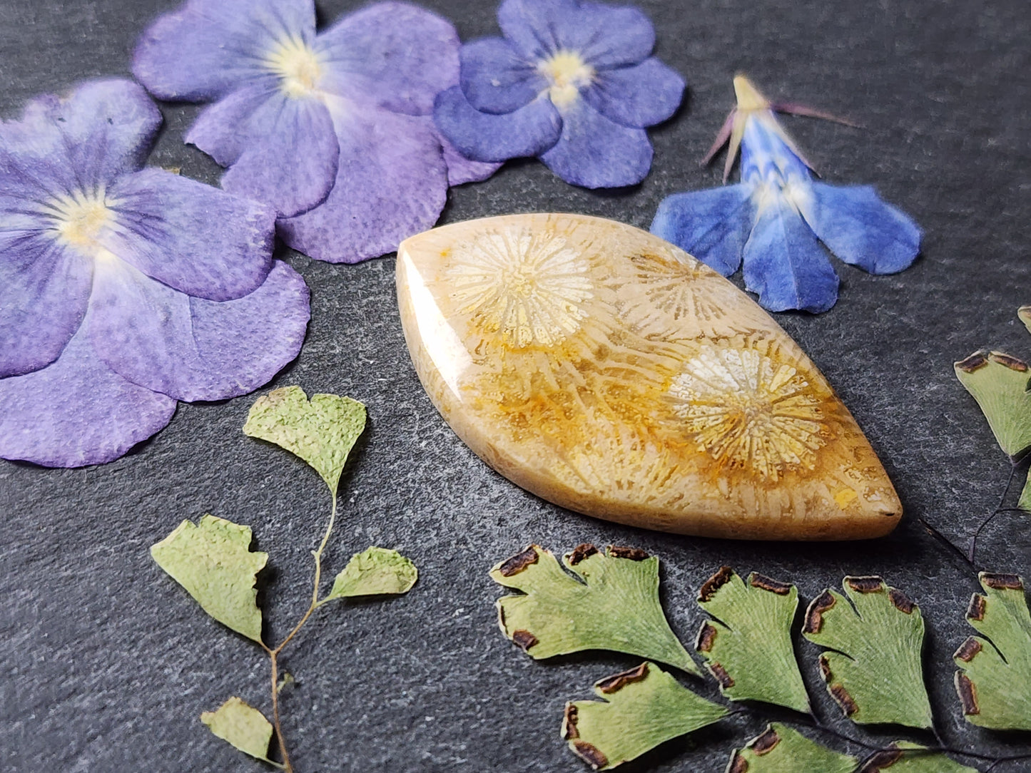 Fossilzied Coral