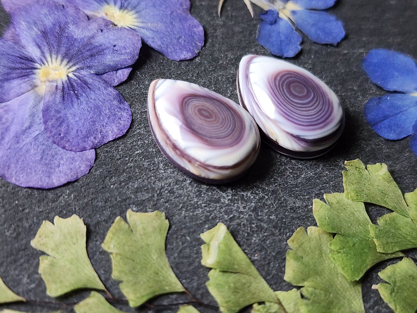 Wampum shell pair