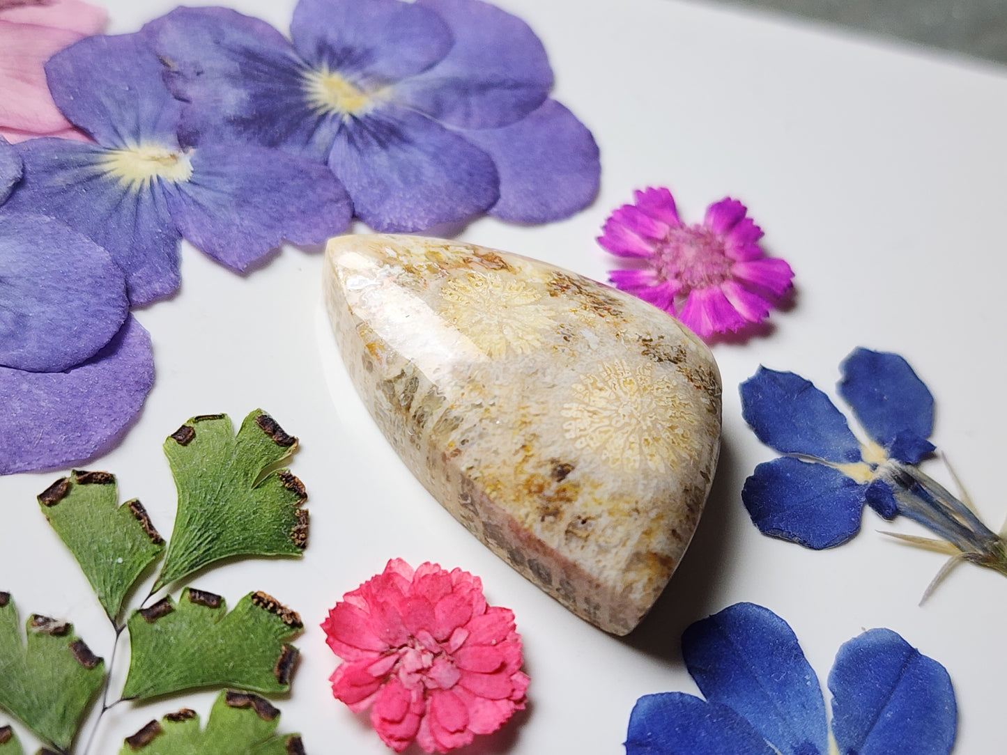 Fossilized Coral