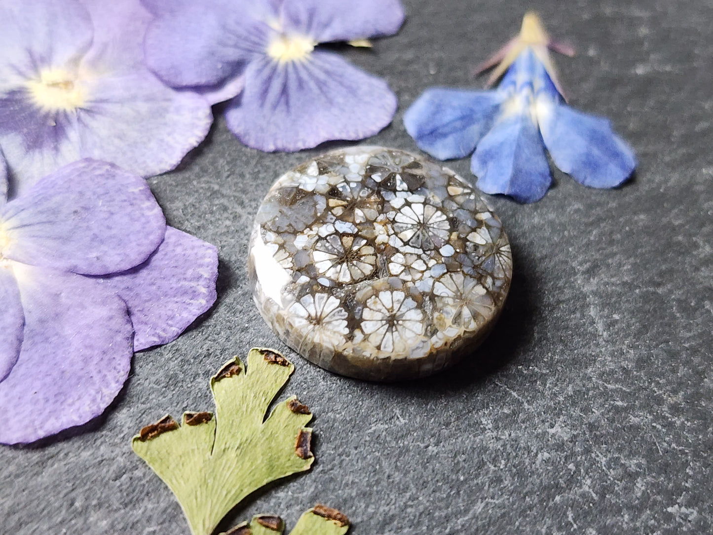 Fossilized Coral