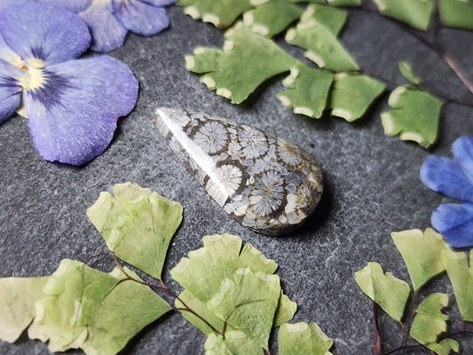 Fossilized coral
