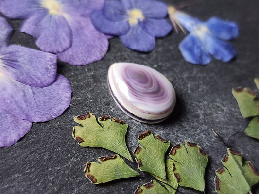 Wampum shell