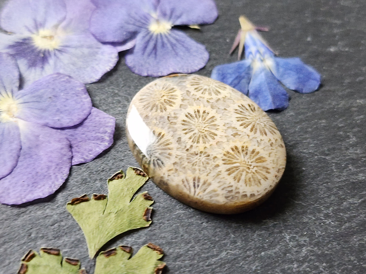 Fossilized Coral