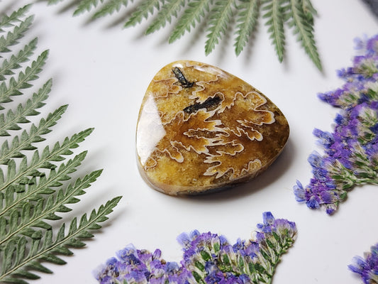 Suture Ammonite