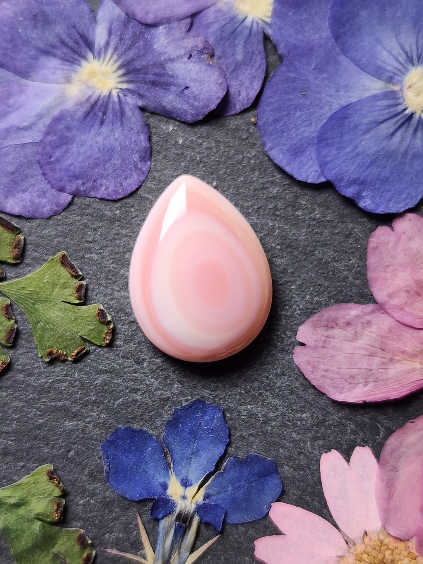 Pink conch shell