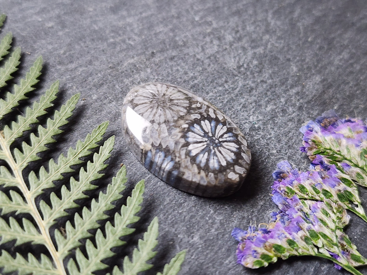 Fossilized coral