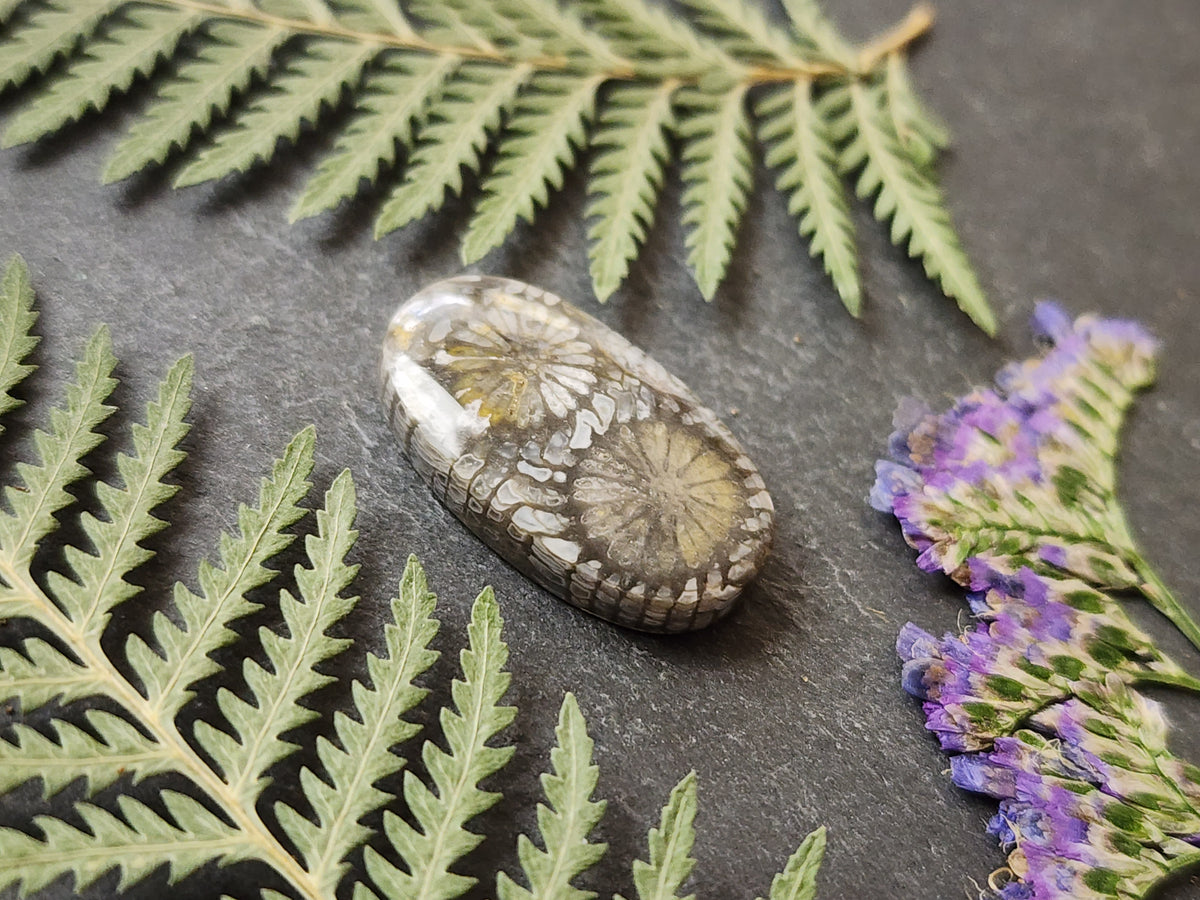 Fossilized coral