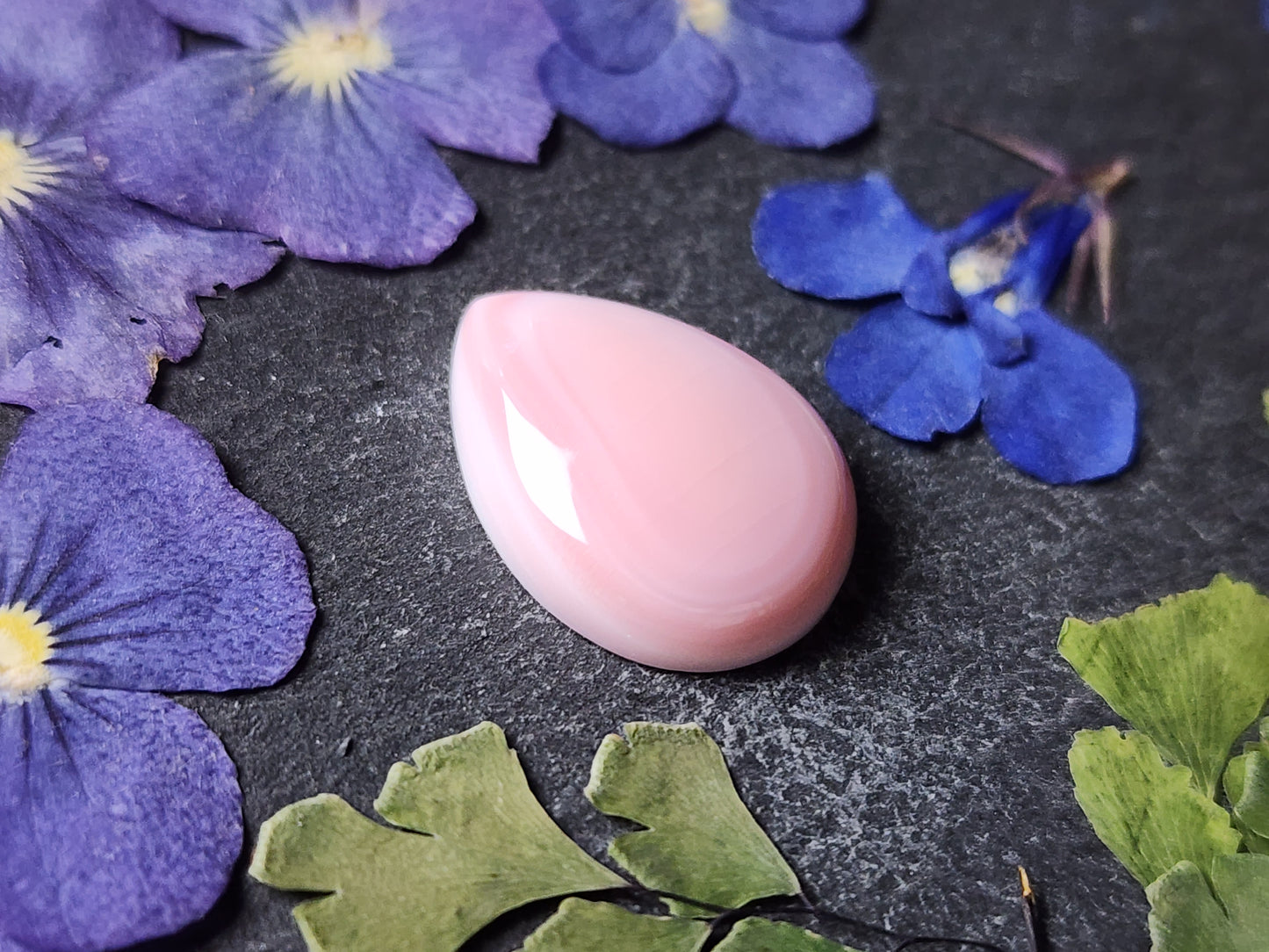 Pink Conch shell (A2)