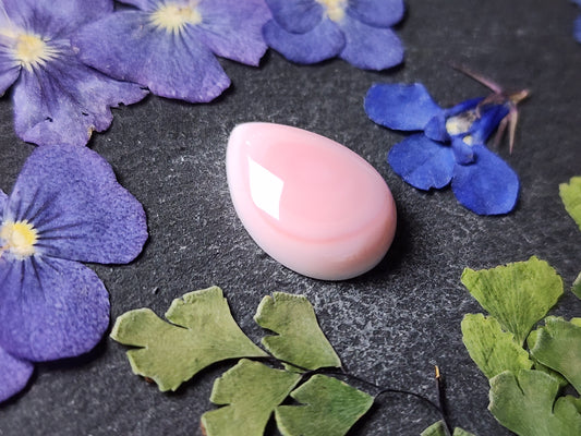 Pink Conch shell (A1)